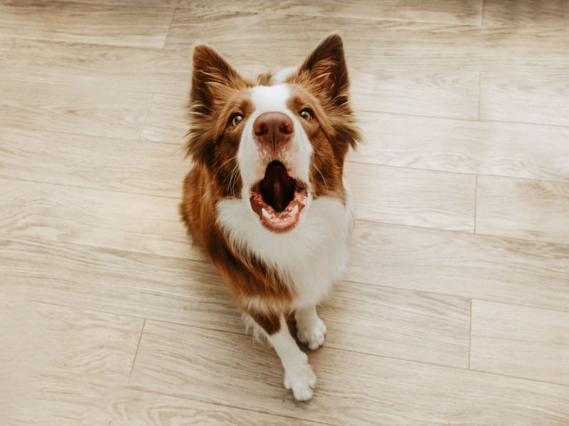 Border Collies are highly intelligent working dogs bred for herding and close communication with handlers. Some can become very vocal when excited, frustrated, bored, stimulated, or attempting to control movement.