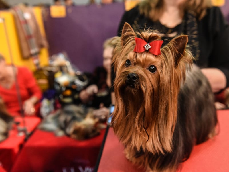 The Yorkshire Terrier, or Yorkie, is another small dog that can make a big noise. There are very few occasions that do not warrant a spirited barking notification.