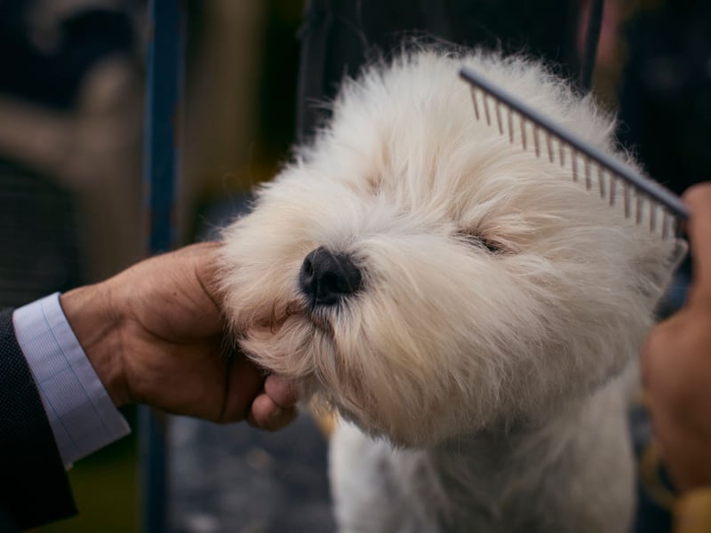 Better known as Westies, the West Highland White Terrier is a breed than just loves telling you about things - a new sound, smell or sight will all be urgently relayed to you with a series of barks. 