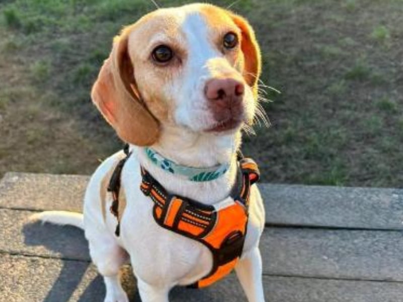 "Say hello to our super fun and friendly Beagle x Spaniel girl Basil. She is looking for her forever home where she can be spoilt, loved and able to have all the fun she wants and deserves. Basil is still very much young at heart and certainly takes on a lot of spaniel traits - but she is super sweet and loves everybody she meets. Being part Spaniel she has lots of energy and is always eager to learn and please. We are looking for a new home for Basil where she can be someone's companion and best friend as she is an amazing pooch who will return unconditional love in buckets full! With Basils personality and temperament - we think she will be happy to live with dog savvy children primary school age and over who are comfortable around bouncy, energetic dogs. Of course we would make sure everyone was happy before she went home."
- https://www.rspca.org.uk/local/sheffield-branch/findapet/details/BASIL/BSA2150909/rehome