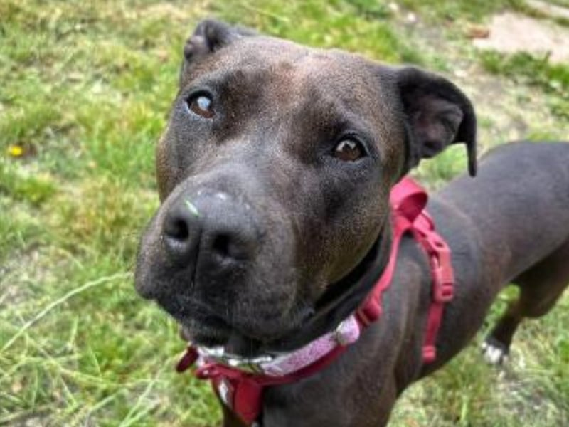"Beautiful Betty is ready to find her forever humans! Betty is a very sweet, inquisitive, and cuddly girl who can come across as shy to begin but once she has given you the once over (good sniff) she will show her true personality and demand all the fuss. She loves to be up close and personal with you and will climb up onto your knee for fusses, roll over on her back for tummy rubs and of course lots of cuddles and kisses!"
- https://www.rspca.org.uk/local/sheffield-branch/findapet/details/BETTY/BSA2151072/rehome