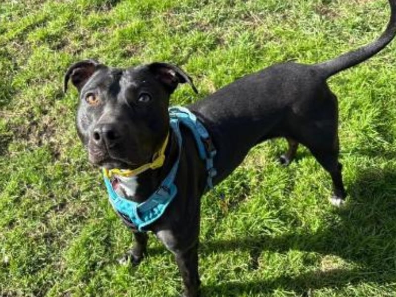 "We have a lovely lady here Sage, looking for her forever humans! Sage is a very active, inquisitive, and bouncy young lady who has endless amounts of energy, loves life, and sees everything as something fun. She loves to be up close and personal with you and will climb up onto your knee for fusses, roll over on her back for tummy rubs and of course lots of cuddles and kisses! This is of course after her daily dose of lurcher zoomies – the girl is fast!!"
- https://www.rspca.org.uk/local/sheffield-branch/findapet/details/SAGE/BSA2150910/rehome