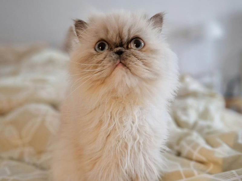 Persian cats are a pretty quiet and gentle breed, opting for soft, infrequent meows rather than making a racket. Perfect felines for a peaceful household.
