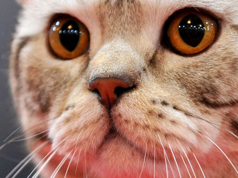 One of the most popular breeds in the UK (as the name would suggest), the British Shorthair will let you know they are there was subtle soft chirps rather than harsher meows. They are as affctionate as they are quiet.