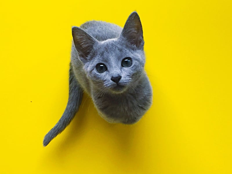 Russian Blues are another softly spoken breed whose limited chat often festures chirps, and pleasurable purrs rather than frequent or loud vocalisations.
