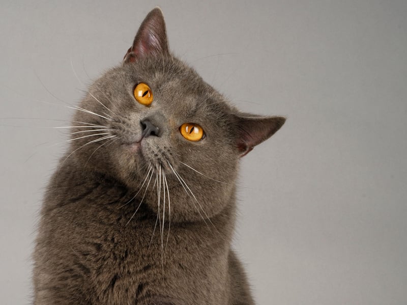 Chartreux cats are generally quiet and composed - you may not even hear their meows such are their lowness of level. Their calm personalities and subtle vocalisation make them popular with people wanting a feline companion but also a quiet life.