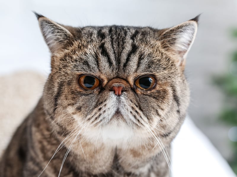 Close relatives of the Persian, the Exotic Shorthair shares its long-haired cousin's quiet demeanor.
