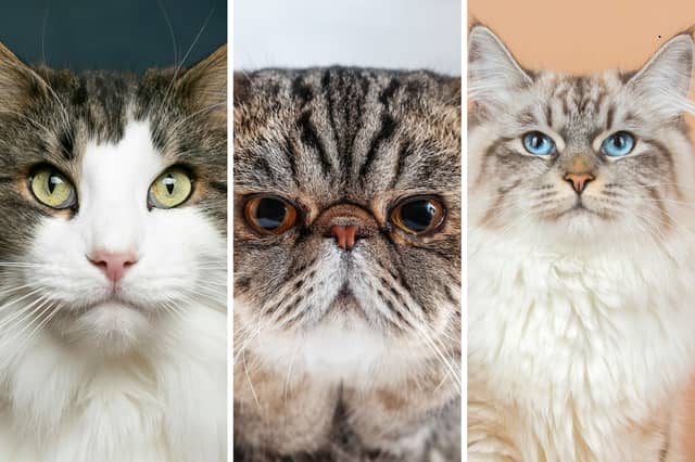 Three of the quietest breeds of cat.