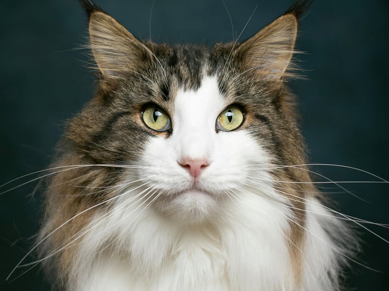 Norwegian Forest Cats are generally quieter than their impressive size and adventurous nature might suggest. They often communicate with delightful trills, although some more truculent individuals can become more vocal.