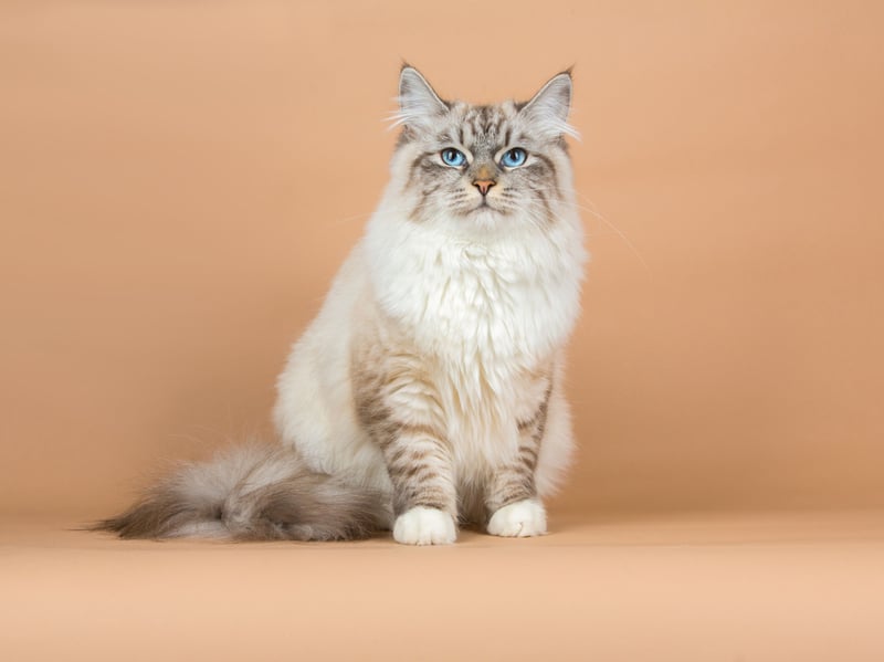 Siberian cats are often relatively quiet despite being playful, intelligent, and sociable. Their communication commonly includes gentle meows, chirps, and purrs, with vocalisation varying noticeably between individual cats.