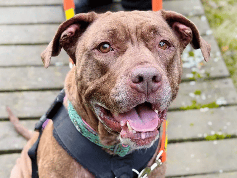 Sasha is a gorgeous, four-year-old American Bulldog who is exceptionally friendly and loves nothing more than a good snuggle. She walks beautifully on the lead—though she is a strong girl - and was previously house-trained, needing just a light refresher as she settles into her new routine.