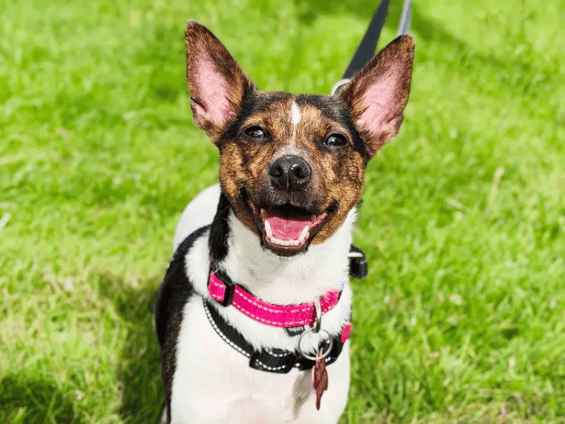 Poppy is a gorgeous, three-year-old Jack Russell Terrier who is super playful and loves a great game of tug or chase. Though she can be a little anxious around new people initially, she quickly comes around to reveal a sweet, fun, and friendly personality.