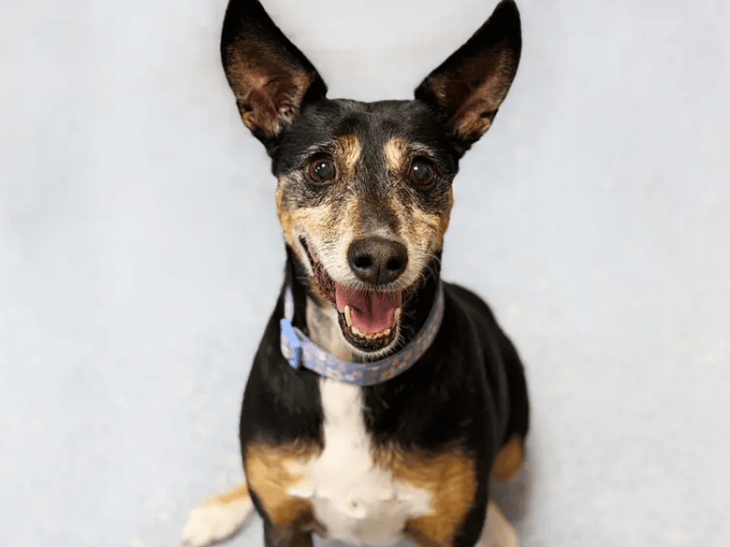 Mimi is an incredibly sweet and affectionate nine-year-old Whippet cross who loves nothing more than snuggles and climbing onto your lap for a fuss. A gentle older lady who walks nicely on a lead and travels well in the car, Mimi is looking for a comfy home where she can share the sofa with her new family.