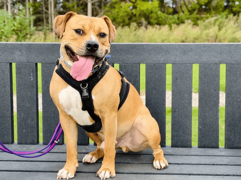 Otis is a fabulous, playful two-year-old Staffy and Mastiff cross who is full of fun and affection. A food-motivated boy who is eager to learn, Otis loves being out on adventures, though he prefers quieter roads away from noisy traffic and will need a home with a secure garden to let off steam.
