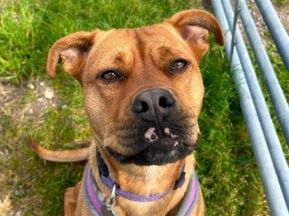 Narla
Breed: Crossbreed/Unknown
Colour: Tan/white
Age: 2 Years (approx)