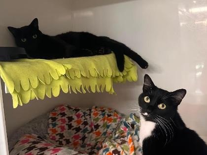Dora and Frank
Breed: Domestic Shorthair crossbreed
Colour: Black, Black/white
Age: Various