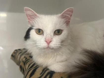 Snowy
Breed: Domestic Semi crossbreed
Colour: White/black
Age: 8 Years (approx)