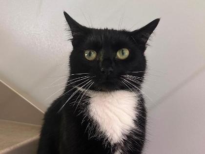 Oreo
Breed: Domestic Shorthair crossbreed
Colour: Black/white
Age: 2 Years (approx)