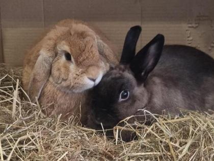 Quinn and Shade
Breed: Domestic
Colour: Fawn, Sable
Age: Various