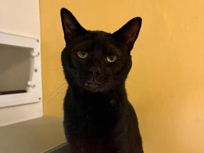 Pepsi
Breed: Domestic Shorthair crossbreed
Colour: Black
Age: 3 Years (approx)