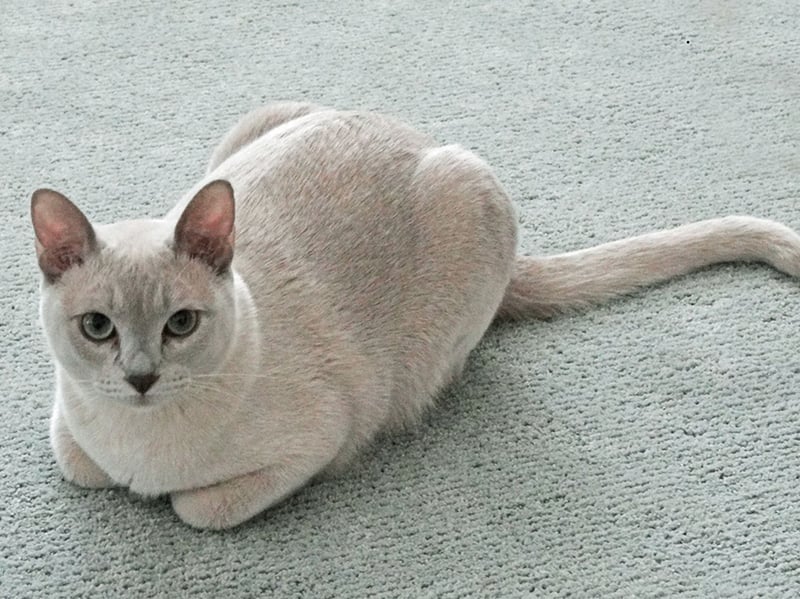 Social, playful, and affectionate, Tonkinese cats thrive on interaction with their families. They’re intelligent and entertaining, making them especially suitable for beginners who want an active, people-oriented companion.