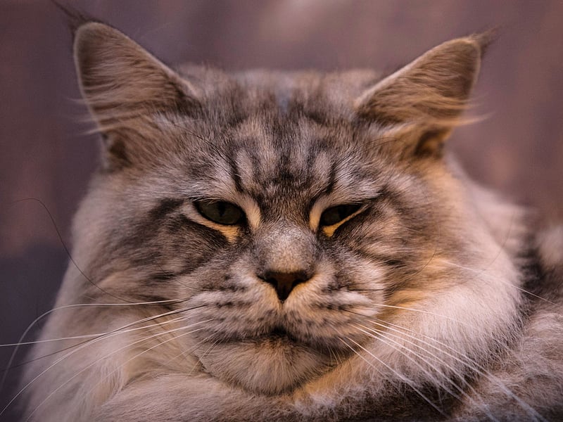 If you're looking to 'go large' for your first cat then the Maine Coon could be the feline for you. Gentle, playful, and affectionate - they easily make friends with both children and other pets, making them beginner-friendly. Their grooming needs are moderate, but their personalities make it worthwhile. 