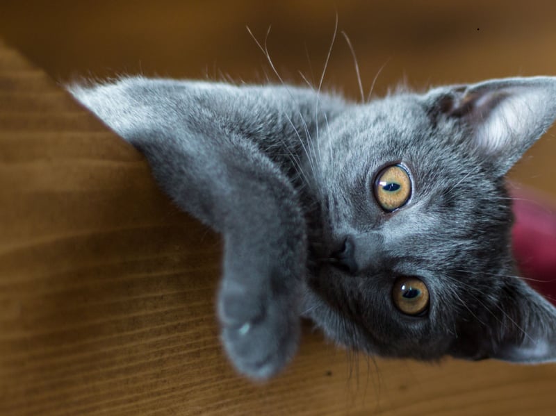 The Chartreux is a quiet, gentle, and loyal cat that are happy in their own company - affectionate but not often clingy. That beautiful coat is low maintenance and they remain calm at all times - there are no negative traits that should be of concern to an inexperienced new cat parent. 