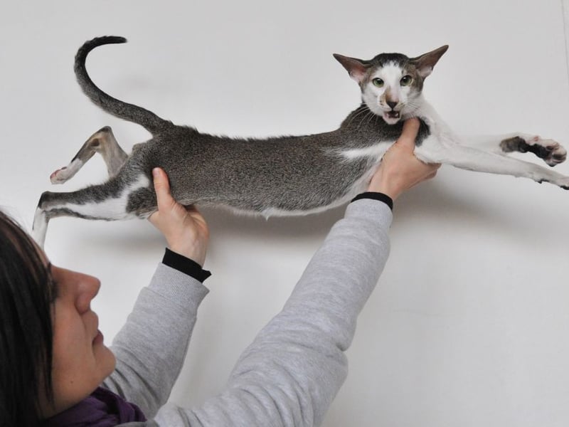 Oriental Shorthair are energetic, affectionate, and vocal creatures who thrive on attention from their owners and have low-maintenance coats. If you want a cat that's going to be highly interactive and fun they make great first pets.