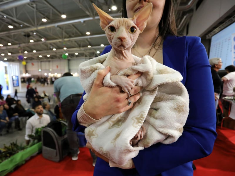 Despite lacking a traditional coat, Sphynx cats are famously affectionate, social, and energetic. They crave companionship and warmth, making them suitable for attentive beginners willing to provide regular skin care.