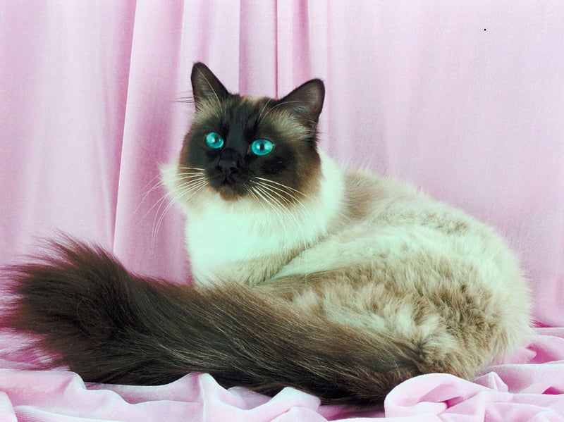 Another wonderfully affectionate and easygoing cat, Birmans love being sociable but are rarely a nuisance. Their coats are silky which means they are easier to keep under control than other longhaired breeds. If you are looking for a perfect balance of beauty and friendliness in a first cat, this could be the breed for you. 