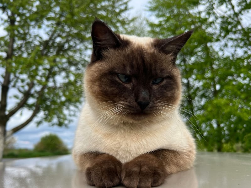 Siamese cats are affectionate and intelligent but very vocal and people-focused. They’re excellent for beginners who want a talkative, engaging companion, though their need for attention may overwhelm very busy owners.
