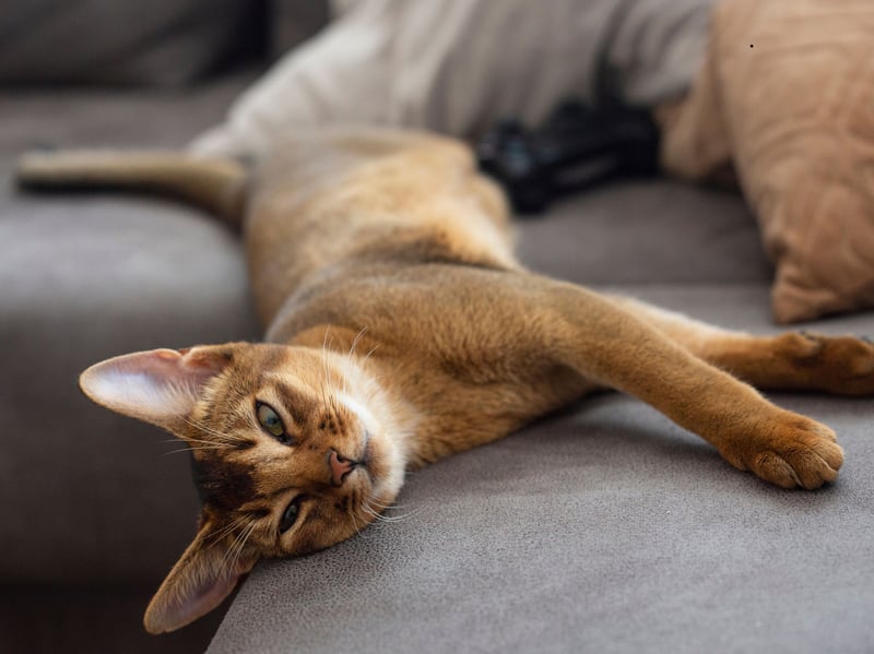 Abyssinians are curious, playful, and intelligent. They enjoy climbing and exploring but adapt well to engaged households. That glorious short coat requires little grooming so you'll not need appointments at the local pet parlour. 