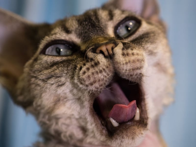 Curious, playful, and affectionate, Devon Rex cats love participating in family life. Their unusual coats generally need less brushing, though they thrive best when owners provide plenty of attention and enrichment.