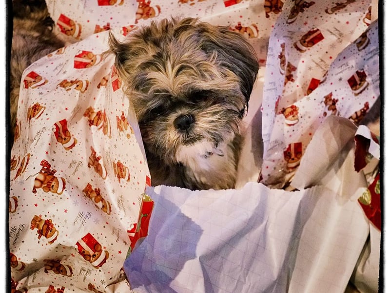 The low-shedding Shih Tzu is a lap dog that is happiest curled up on their beloved owner after a short walk down the local park. No need for long treks with these dogs who were bred for low-maintenance companionship.