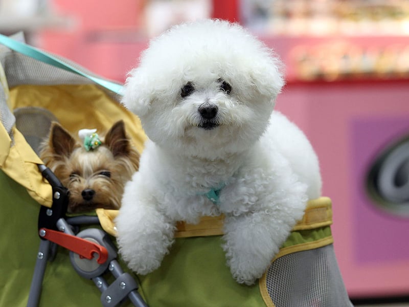 The cheery Bichon Frise is easy to train and handle, needs only moderate exercise, and is generally low maintenance. The only potential hassle is popping them to the groomers once a month to keep that glorious coat in good condition. Otherwise these wee dogs are the perfect companion for the older owner.
