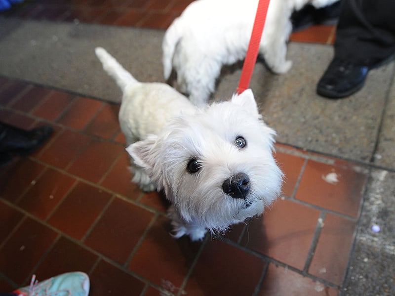 West Highland Terriers are great companion pets that combine small stature with a big loyal personality. A couple of 15 minute walks each day will give them all the excercise they need and they are very easy to train.