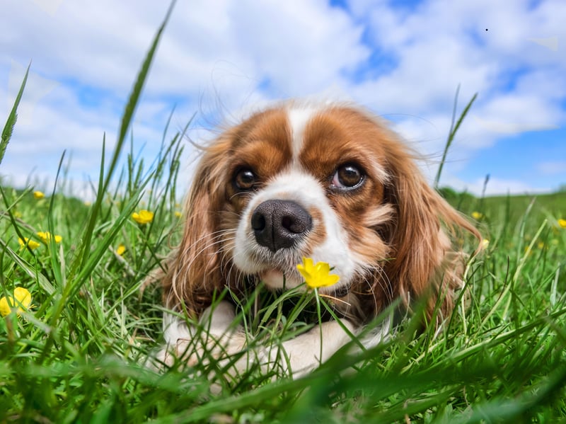 The diminutive Cavalier King Charles Spaniel requires a little more grooming than other breeds of small dog, but they are quiet, intelligent, easy to train, and never happier than when they are snuggled up in your lap.