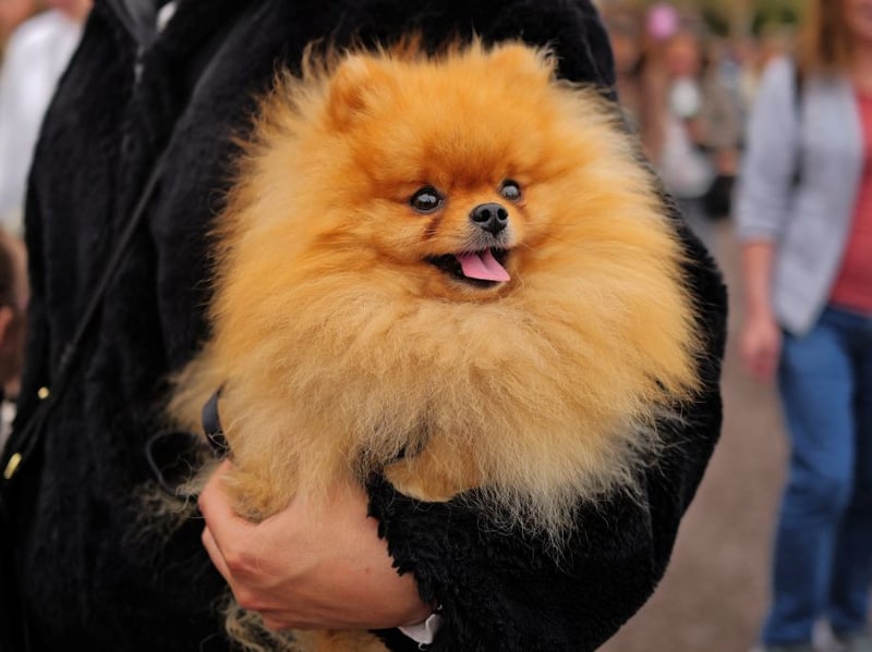 Light enough to pick up and pop in your bag, you can take the tiny Pomeranian pretty much anywhere with you. Massively affectionate and eager to please, their idea of heaven is curling up on their owner's lap of an evening. Those short legs mean that the shortest of walks will feel like a marathon.