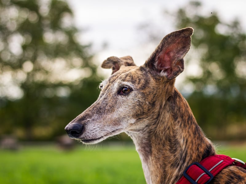 Greyhounds are gentle and affectionate dogs that make a great companion for people later in life. Adopting one of the many adult Greyhounds looking for a new home can also mean there's no need to deal with an energetic and untrained puppy.