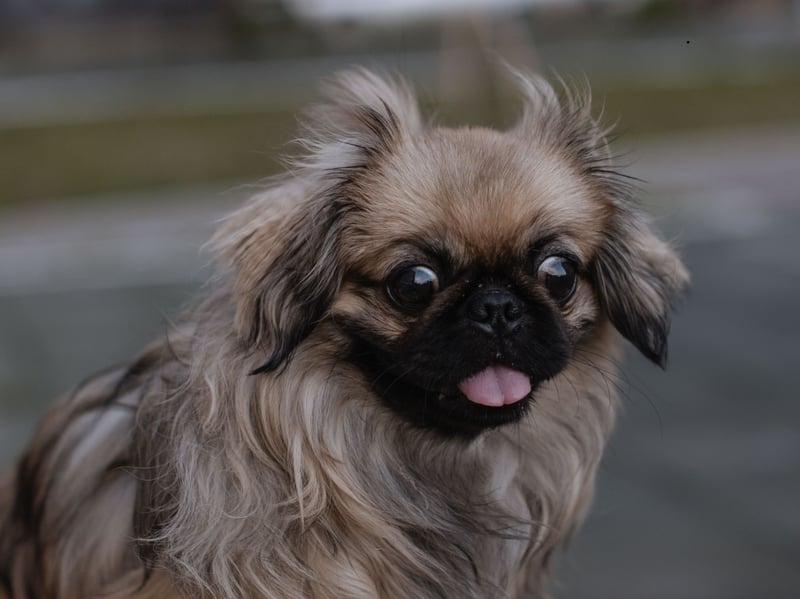 The Pekingese could be considered the ultimate lap dog. This breed likes peace and calm, so is perfect for a quieter home free of children. They also tend to form a particularly strong relationship with one particular person, creating a special bond.