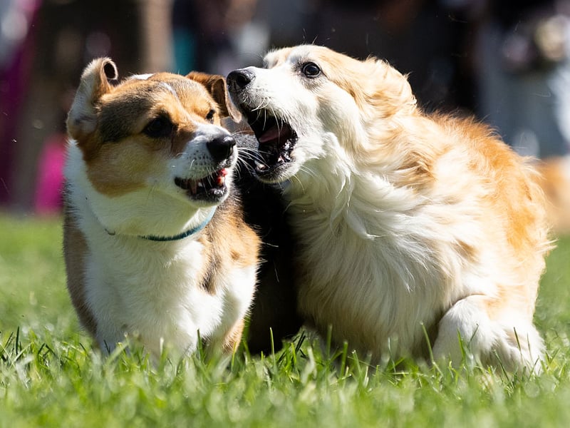 Famously the favourite dog of the late Queen Elizabeth II, the Pembroke Welsh Corgi is perfect for active seniors as they need several short walks a day. Otherwise they are simple to groom, are desperate to please and are very protective of their owners.