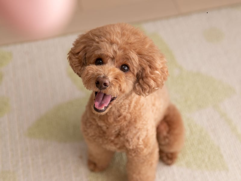 Poodles are one of the most intelligent and trainable dogs who love routine. Opt for the smallest of the three distinct sizes - the Toy Poodle - and you'll also have a dog that need relatively little exercise. They shed very little, making them perfect for elderly owners who suffer from allergies.