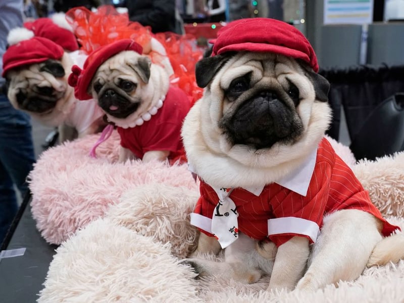 For people with mobility issues, Pugs make the perfect pet. These little characters would rather nap on the couch that go for a run and spend most of their time indoors. They tend to be quite quiet and require very little pampering or bathing.