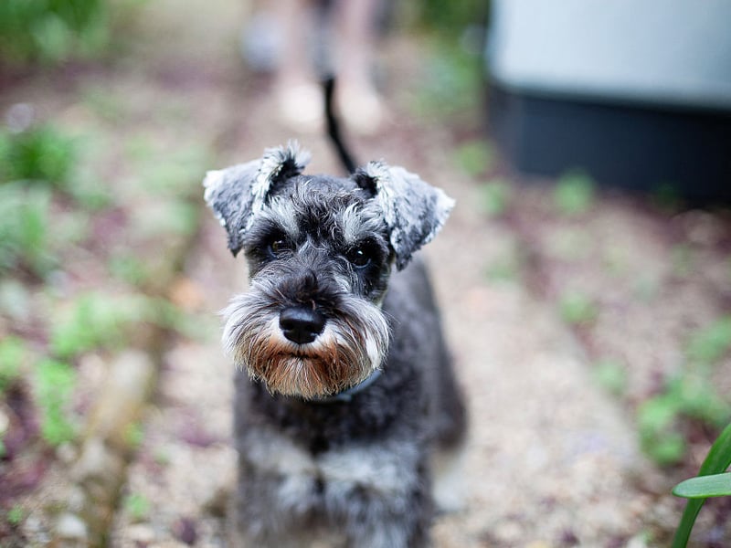 Perfect for seniors who are still fairly active, the Miniature Schnauzer loves chasing balls in the park but doesn't need to walk miles to stay happy and healthy. Easy to control, they don't moult much and are easy to groom.