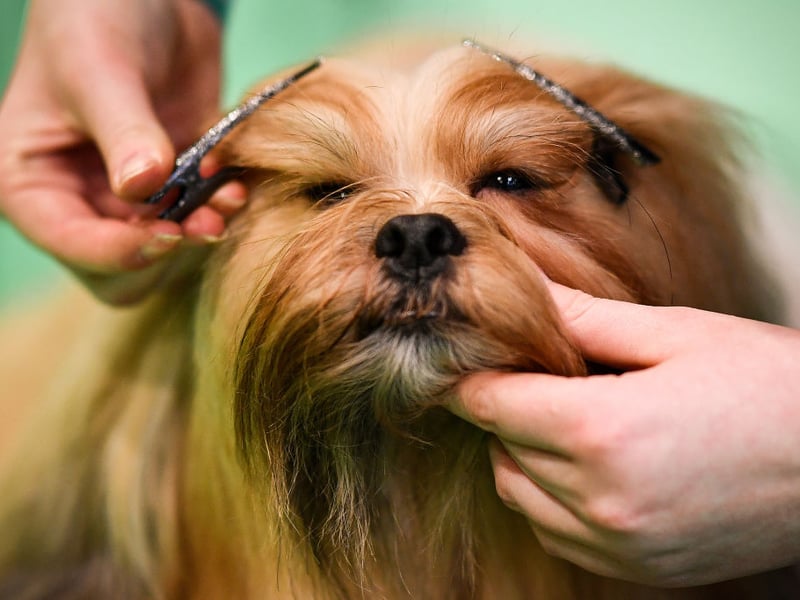 Known for their generous companionship and easy-going nature, the Lhasa Apsos is a calm and content breed that's as easy to exercise as it is to handle.