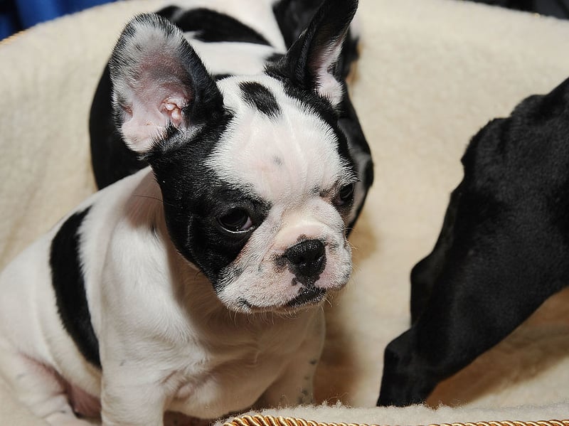 Another breed that needs little in the way of outdoor time, French Bulldogs are easy to groom, dedicated to their owners, and make wonderful companions.