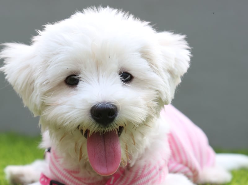 One of the smallest dog breeds, Maltese may be tiny but they are also one of the most empathetic pets and are often used as therapy dogs. They need very little outdoor exercise and even giving them their daily brush can be fairly therapeutic and relaxing.