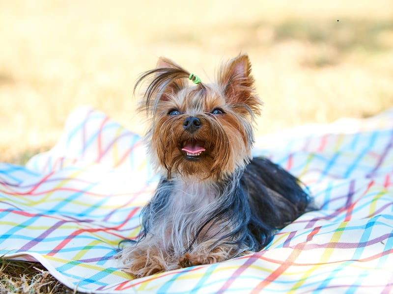 Yorkies are affectionate, and devoted little characters. They may be lively, but their diminuatiove size means their exercise needs are modest compared to more lazy large dogs. They positively thrive on companionship, offering warmth and joy without being too physically demanding for older dog lovers.