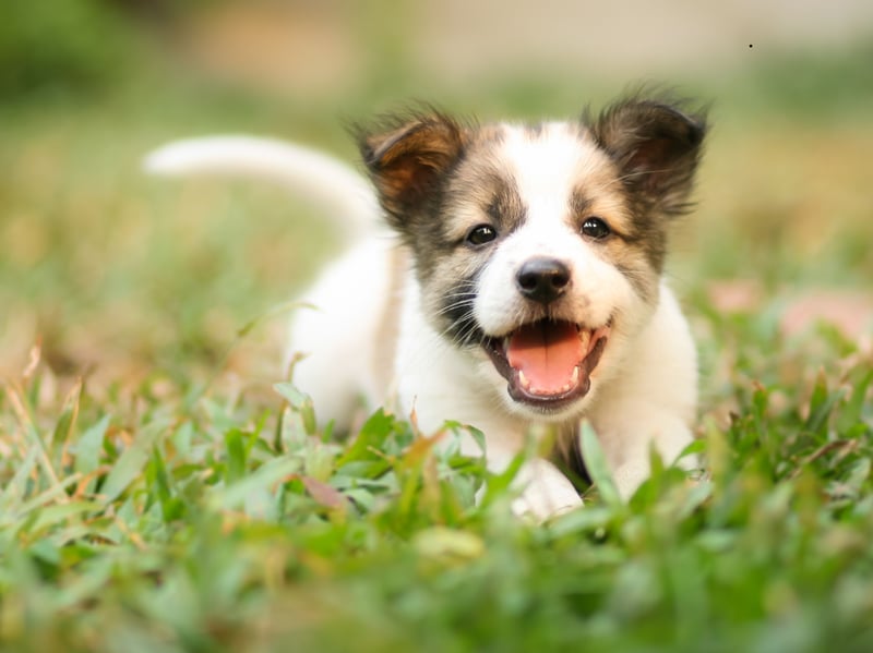 Moving onto the most popular puppy names of 2026 so far, with Milo topping the table. It's a Latin name meaning 'soldier'. They're certainly likely to invade your heart.