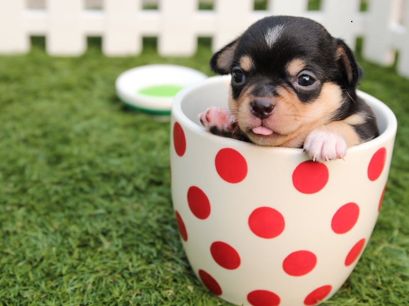 Lola completes our female puppy name roll of fame for 2026. It's a Spanish name that means 'sorrow' (but don't let that put you off).